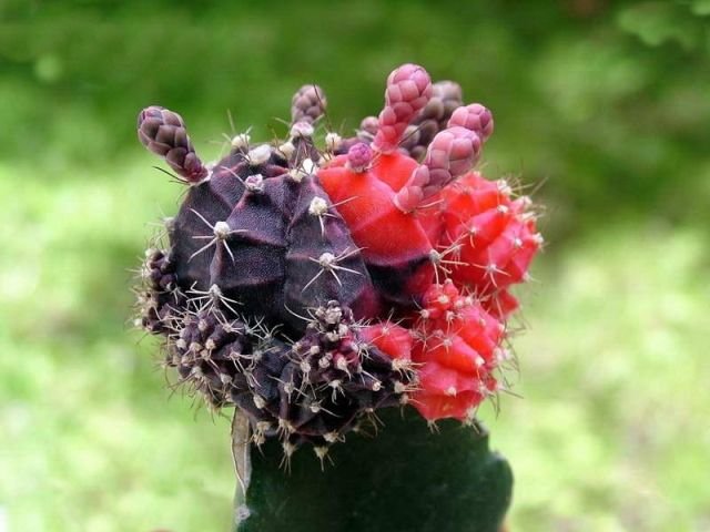 Gymnocalycium _mihanovichii _variegata cv.'Nishiki' 02